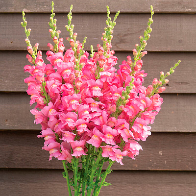 Львиный зев Мэриленд Истинный розовый