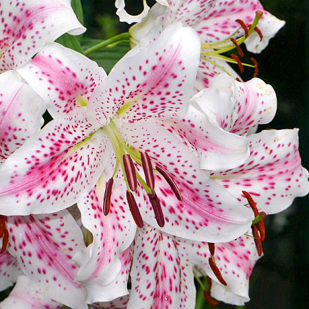 Фото Лилия восточная Экстраваганза