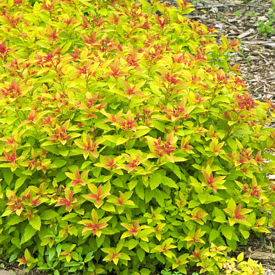 Спирея японская Мейджик карпет