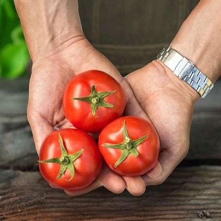 Фото Помидор Любаша