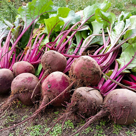 Фото Свёкла Камаро F1