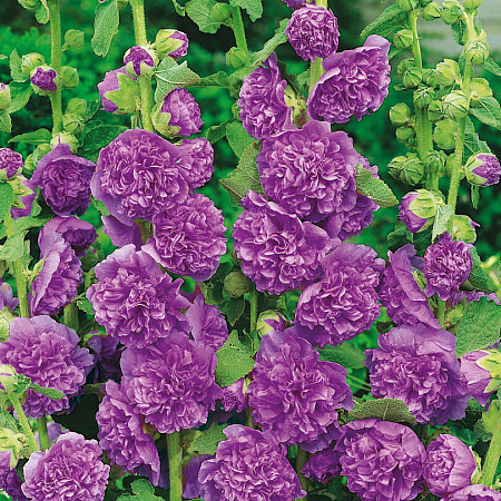 Фото Шток-роза Чатерз Фиолетовая королева