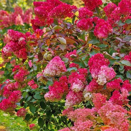 Фото Гортензия метельчатая Вимс Ред