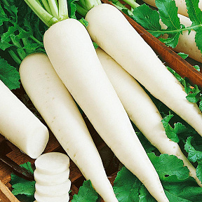 Дайкон Омни F1