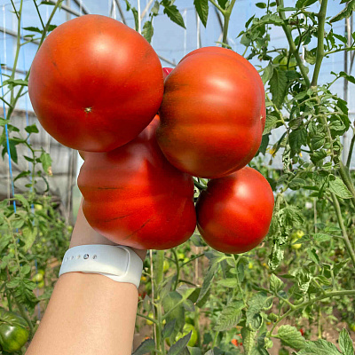 Помидор Терра Нова
