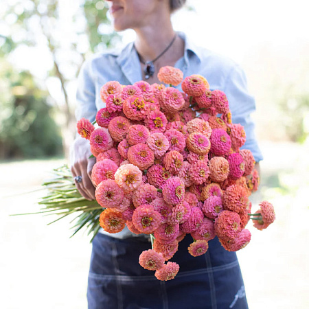 Фото Цинния Оклахома Салмон