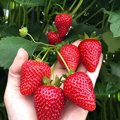 Земляника садовая Азия