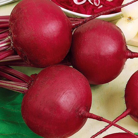 Фото Свёкла Болтарди