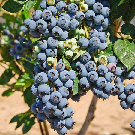Фото Голубика Герберт