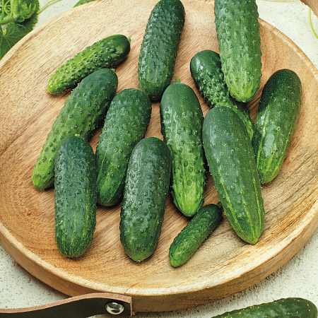 Фото Огурец Артек F1