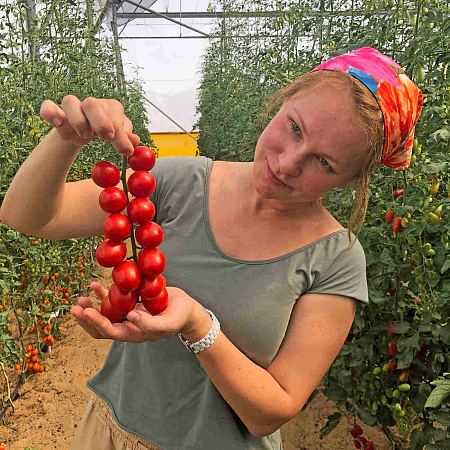 Фото Помидор черри Ликопа F1