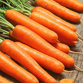 Морковь Лагуна F1 0,5гр