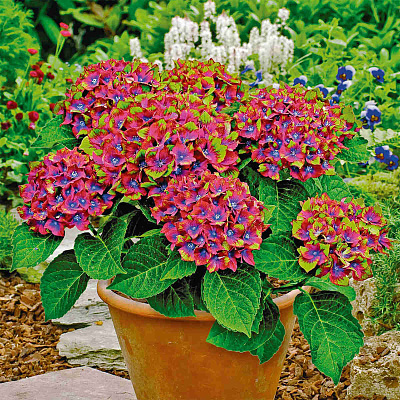 Гортензия крупнолистная Шлосс Вакербарт