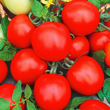 Фото Помидор Аргонавт F1