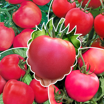 Помидоры Малиновое чудо 1 серия