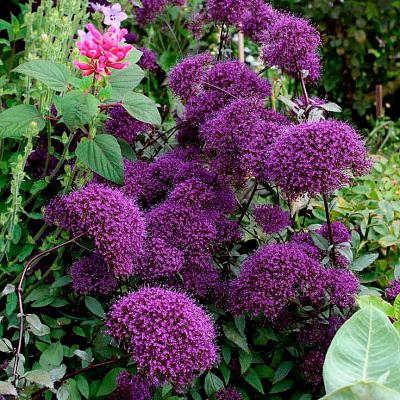 Трахелиум Лесное озеро Фиолетовый