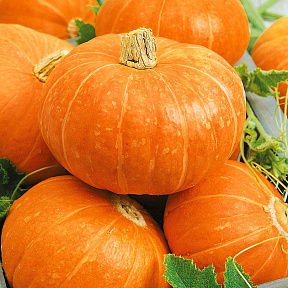 Тыква Россиянка F1