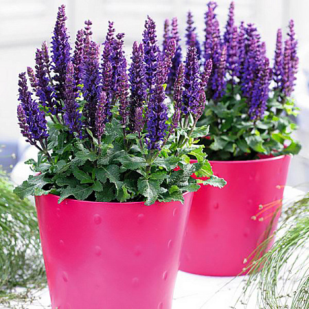 Фото Шалфей Сенсейшн Компакт Дип Блю