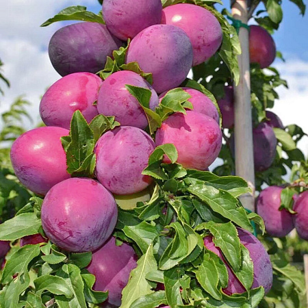 Фото Слива колонновидная Командор