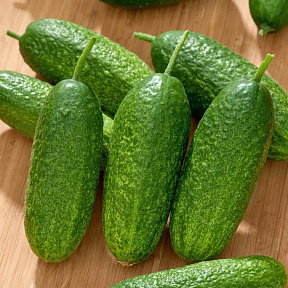 Огурец Племяш F1