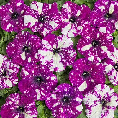 Петуния Млечный путь Тёмно-фиолетовая