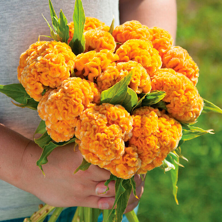 Фото Целозия гребенчатая Чиф голд