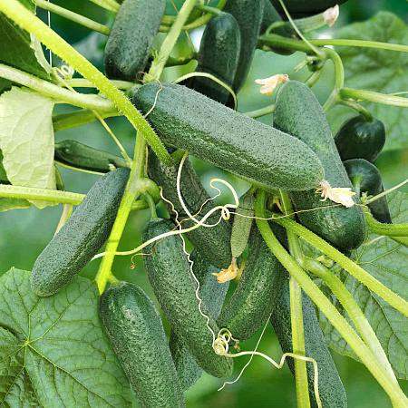 Фото Огурец Спасский 5шт