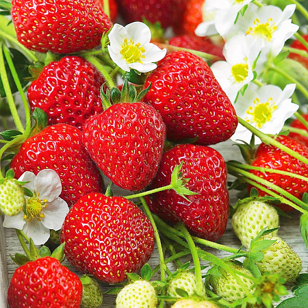 Фото Земляника садовая Остара