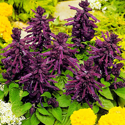 Сальвия Виста Пурпурная