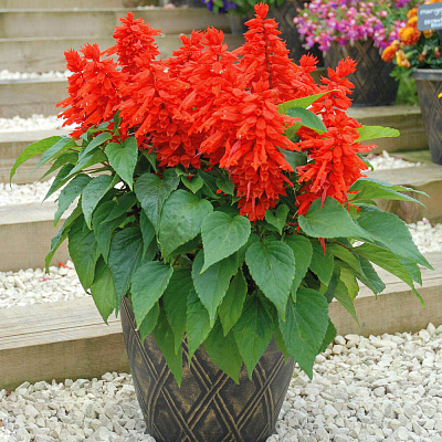 Сальвия Красная флейта