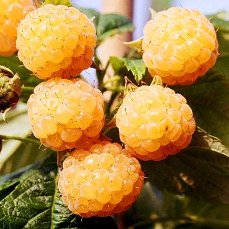 Фото Малина летняя Золотой бубен