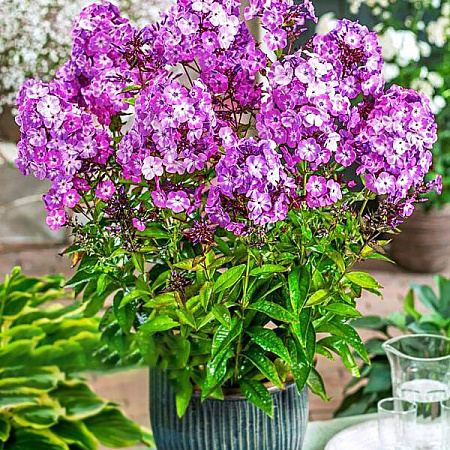 Фото Флокс метельчатый Свит Саммер Сюрпрайз