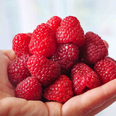 Малина ремонтантная Дашкина радость