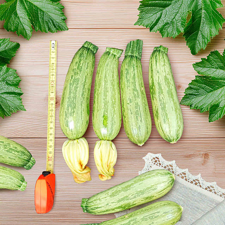 Фото Кабачок Леопард F1