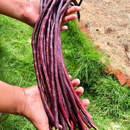 Фото Фасоль Спагетти фиолетовая F1