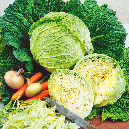 Фото Капуста савойская Золотая ранняя F1