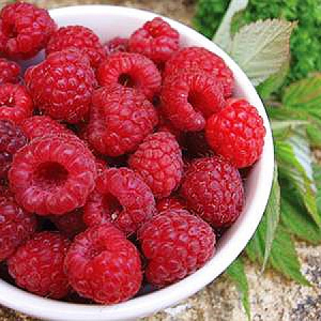 Фото Малина летняя Вилламет