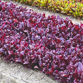 Свёкла листовая мангольд Солджер