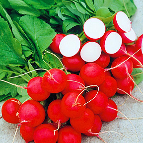 Редис Каспар F1