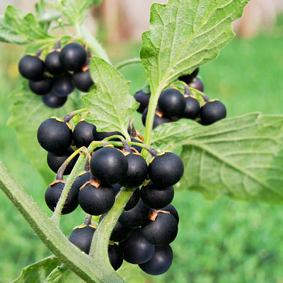 Паслён шершавый