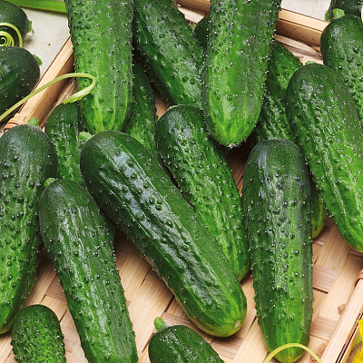 Огурец Вернисаж F1