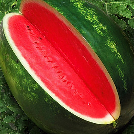 Фото Арбуз Васко F1