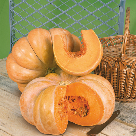 Фото Тыква Мускатная Прованская F1