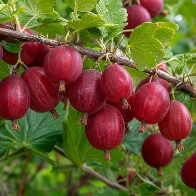 Фото Крыжовник Белорусский красный
