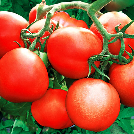 Фото Помидор Зенит F1