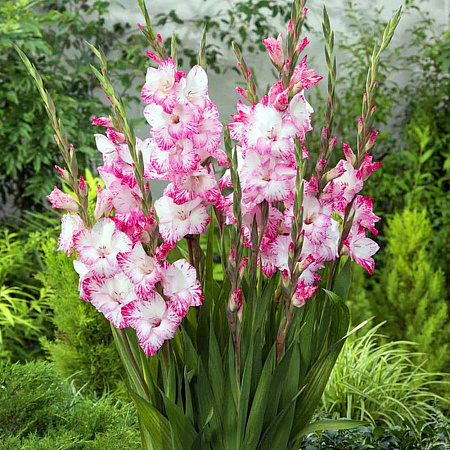 Фото Гладиолус Май Лав