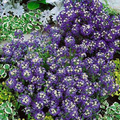 Фото Лобулярия Фиолетовый король