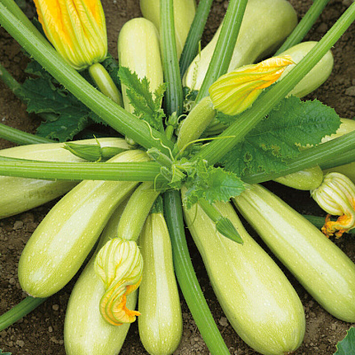 Кабачок Марселла