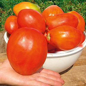 Помидор Челябинский баклажан F1