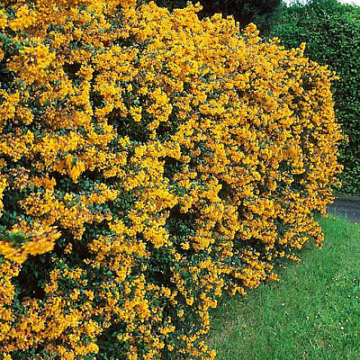 Барбарис Дарвина